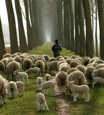 Small Group Facilitator or Shepherd?
