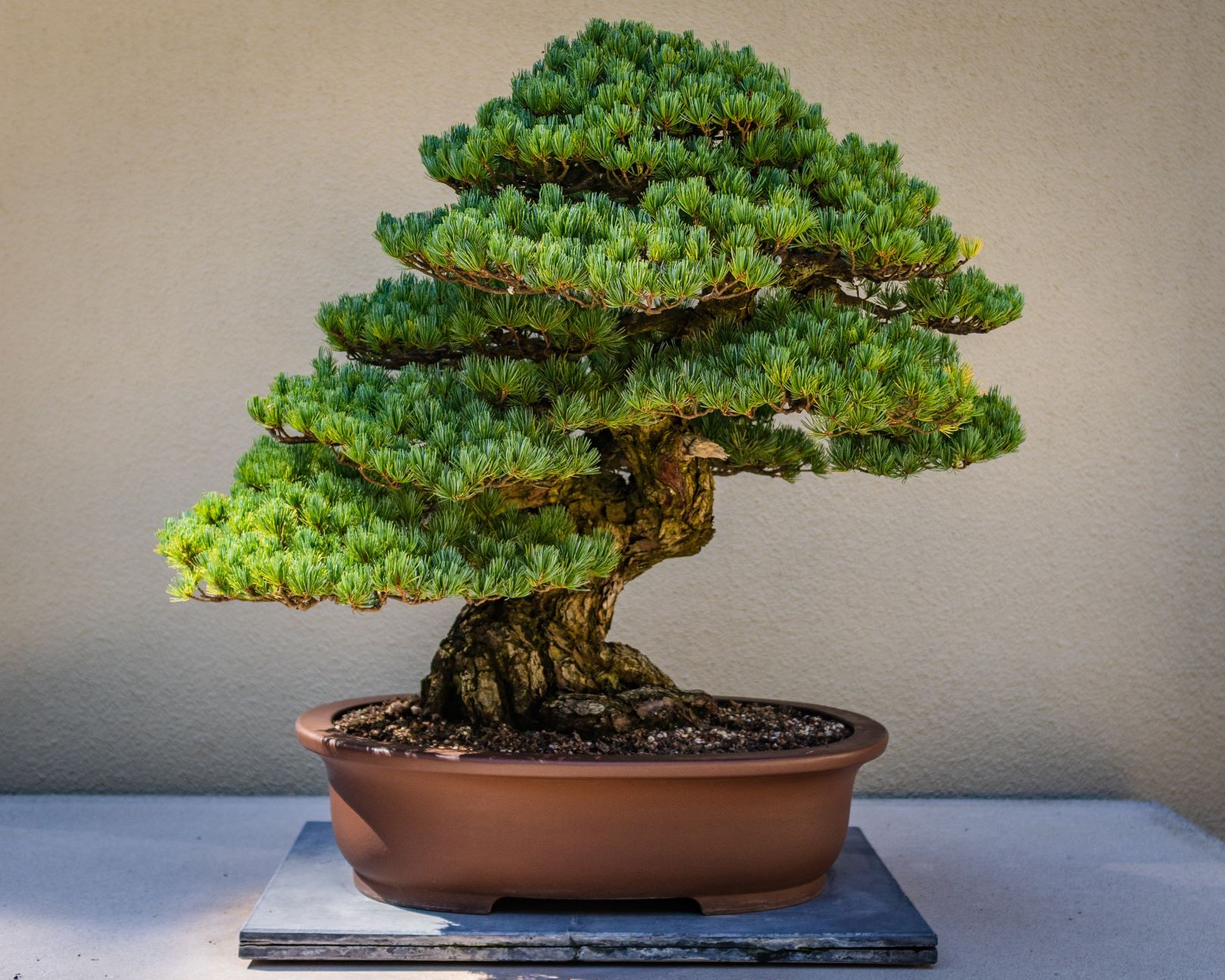 Growing Sunday School is Like a Bonsai Tree